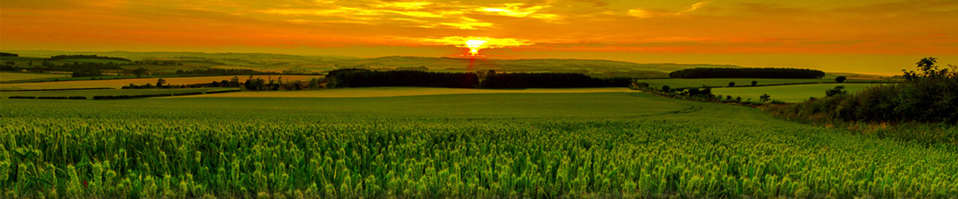 CHAKKUPALLAM SERVICE CO-OPERATIVE BANK LTD